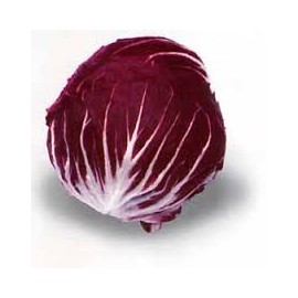 RADICCHIO GRAMMI 500